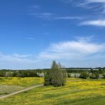 Sunny field with yellow flowers and blue sky.