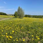 Field with yellow buttercups and blue sky