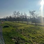 Sunny landscape with trees and grassy field.