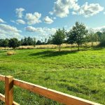 Sunny field with trees and wooden fence.