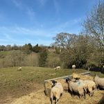 Sheep grazing in a sunny countryside field.